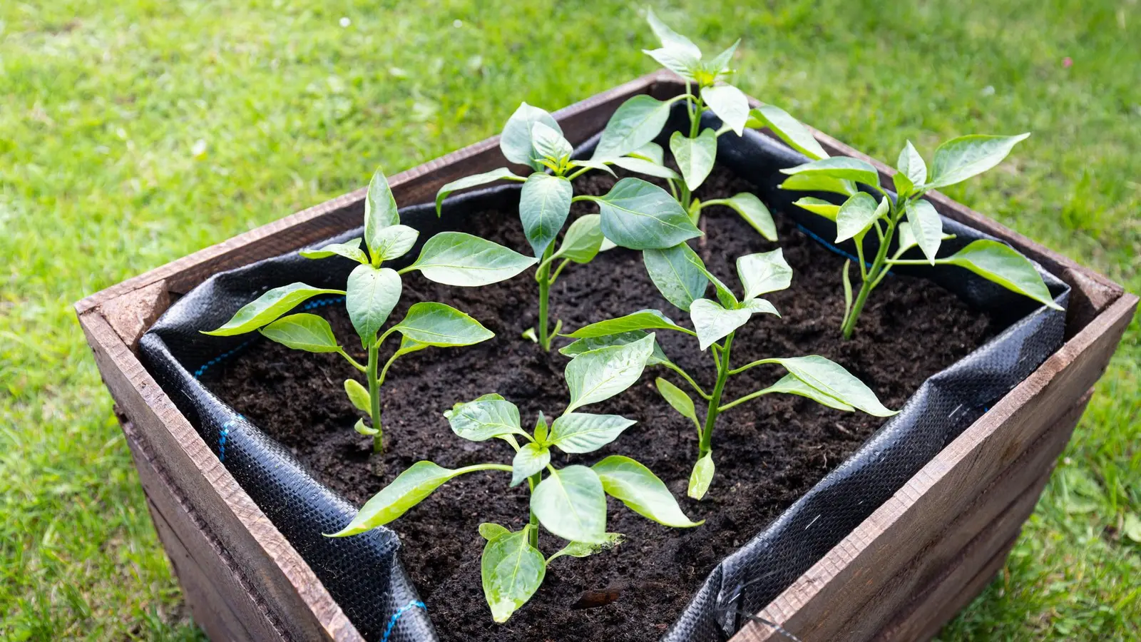 Plantor i en trälåda med synlig jord.
