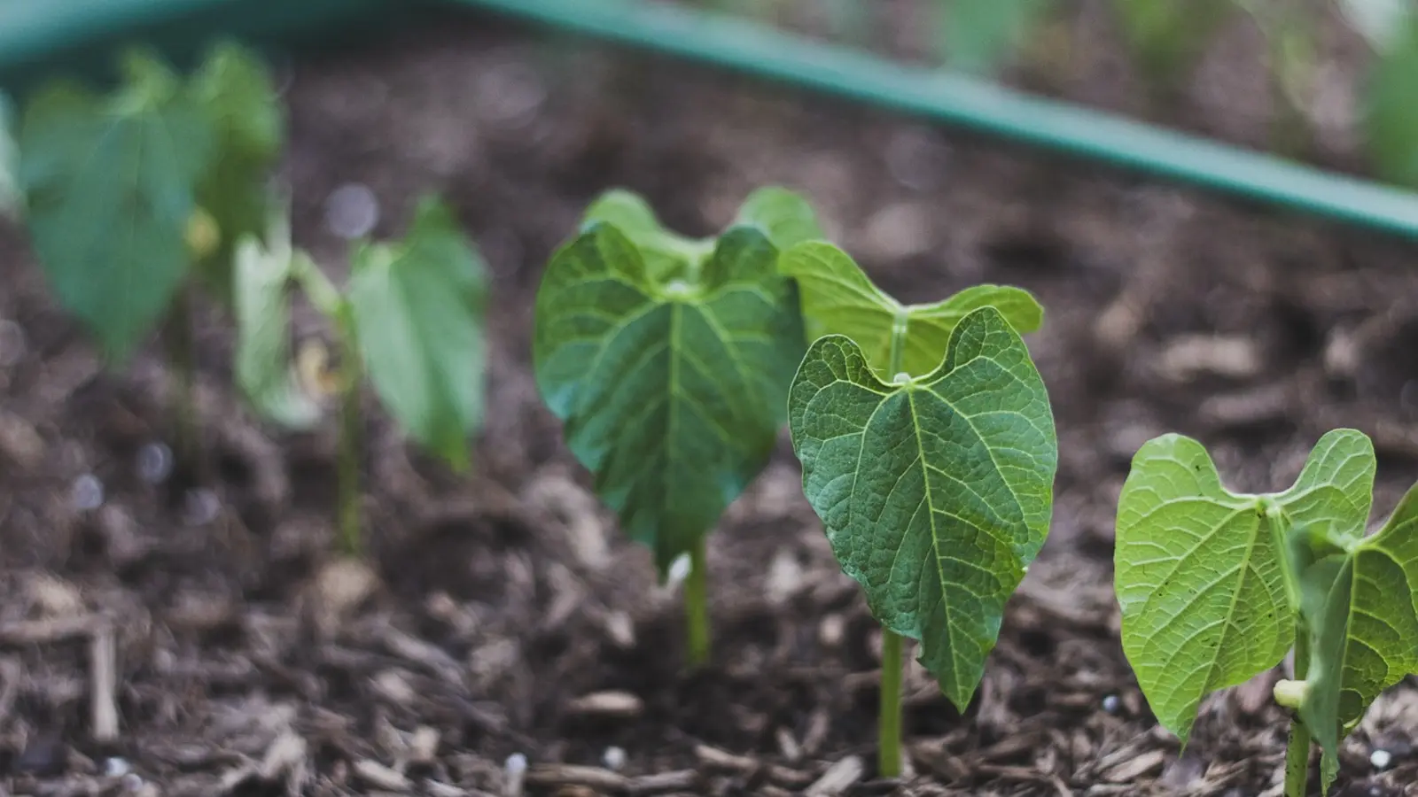 Gröna plantor som växer i en upphöjd odlingsbädd.